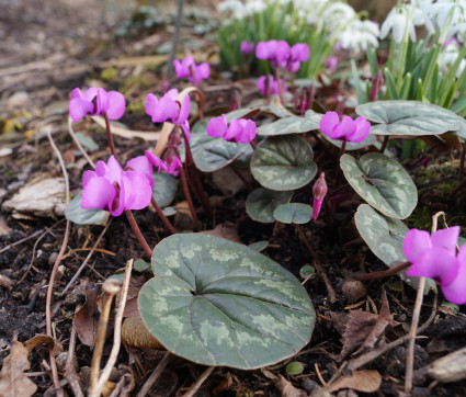 Cyclamen coum