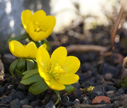 Eranthis hyemalis