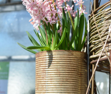 Hyacinthus