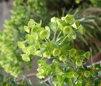 Euphorbia characias ssp. wulfenii 