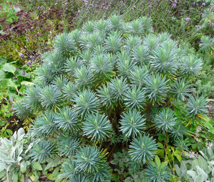 Euphorbia characias ssp. wulfenii 