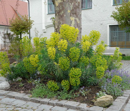 Euphorbia characias ssp. wulfenii 