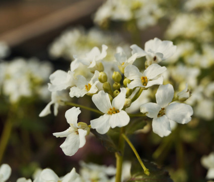 Pachyphragma macrophylla 