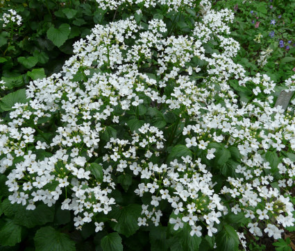 Pachyphragma macrophylla 