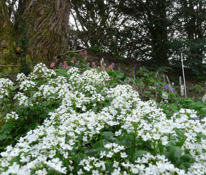 Pachyphragma macrophylla 