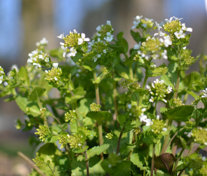 Pachyphragma macrophylla 