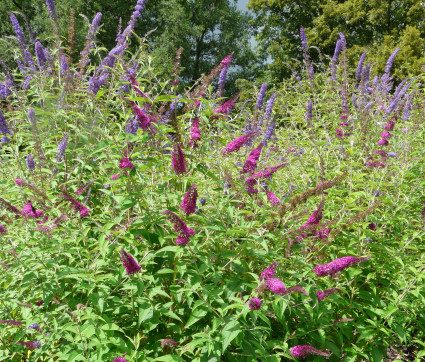 Buddleia davidii