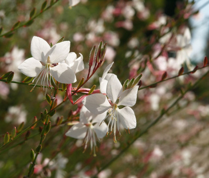 Gaura lindheimeri