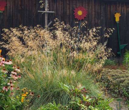 Stipa gigantea