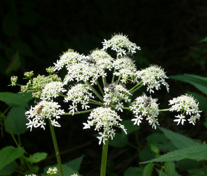 Hacquetia epipactis 