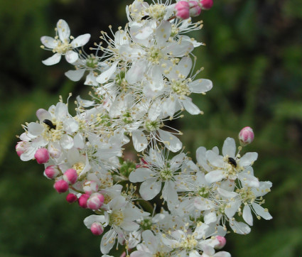 Filipendula vulgaris – Kleines Mädesüß