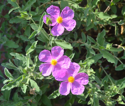 Cistus x incanus 'Belle de Jour'