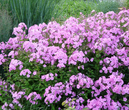 Phlox amplifolia 'Minnehaha'