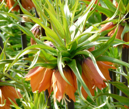 Fritillaria imperialis 'Garland Star' – Kaiserkrone