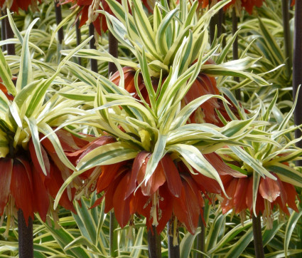 Fritillaria imperialis 'Aureomarginata' – Gelbbunte Kaiserkrone