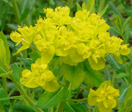 Euphorbia palustris