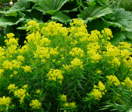 Euphorbia palustris