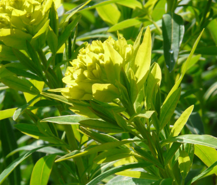 Euphorbia palustris