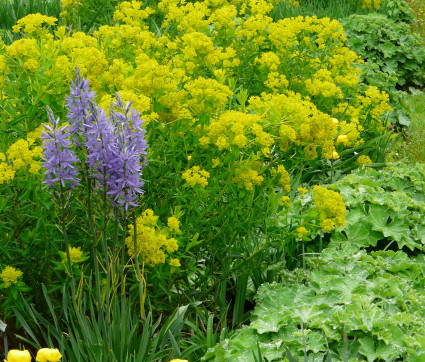 Euphorbia palustris