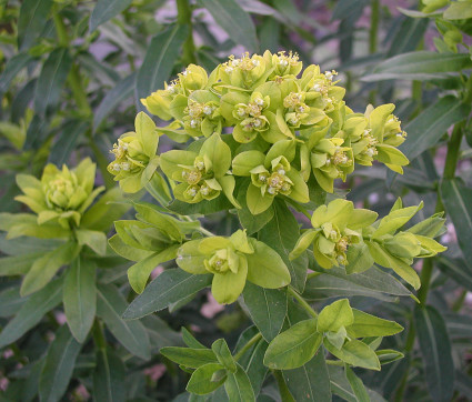 Euphorbia palustris