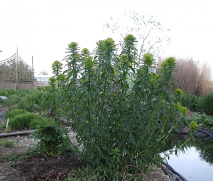 Euphorbia palustris