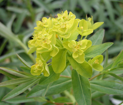 Euphorbia palustris