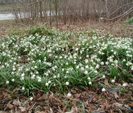 Leucojum vernum