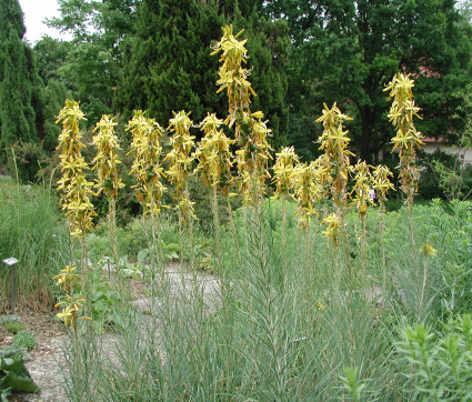 Asphodeline lutea