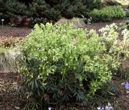 Helleborus foetidus 