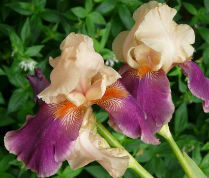 Iris barbata-elatior 'Jazz Festival' – Hohe Bart-Iris, Schwertlilie