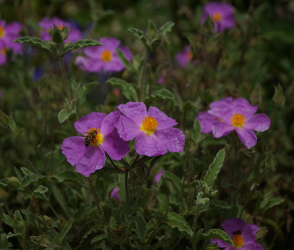 Cistus x incanus 'Belle de Jour'