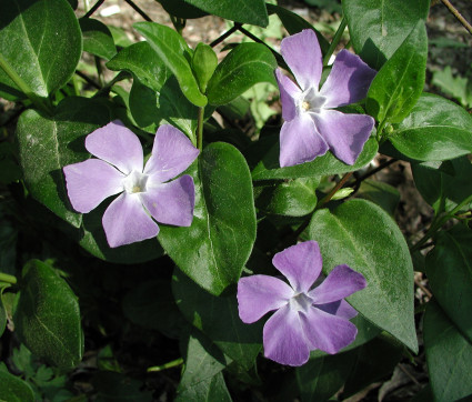 Vinca major – Großes Immergrün