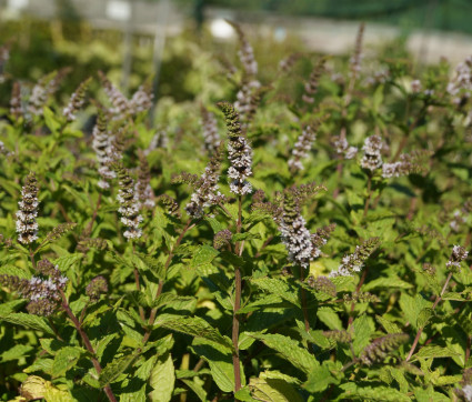 Mentha species 'Nemorosa' – Hemingway-Minze, Mojito-Minze