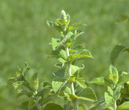 Mentha suaveolens – Apfel-Minze