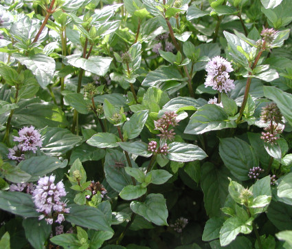 Mentha x piperita var. citrata 'Bergamotte' – Bergamotte-Minze