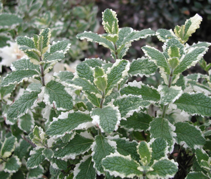 Mentha suaveolens 'Variegata' – Ananas-Minze