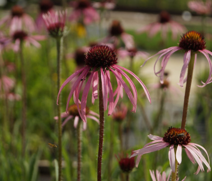 Echinacea pallida – Sonnenhut