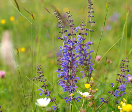 Salvia pratensis – Wiesen-Salbei