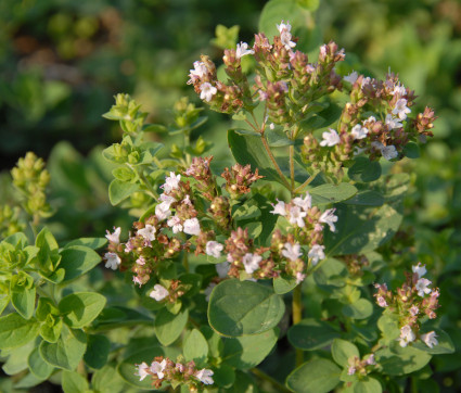 Origanum heracleoticum – Griechischer Oregano