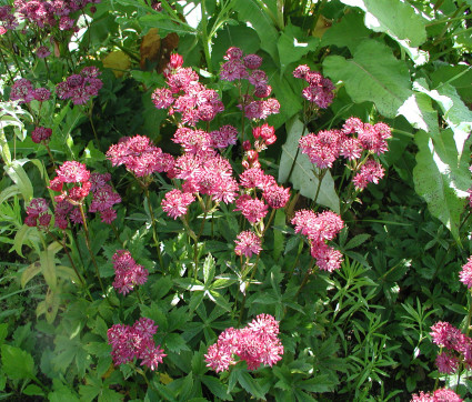 Astrantia major 'Elmblut' – Rote Sterndolde