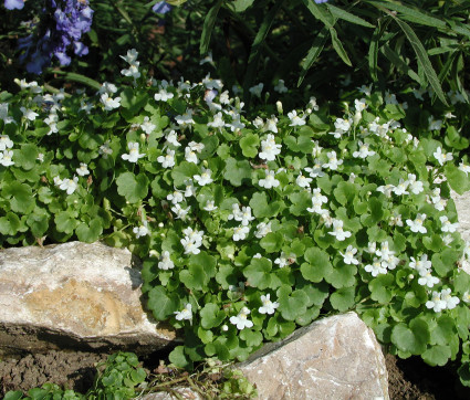 Cymbalaria muralis 'Globosa Alba' – Mauer-Zimbelkraut