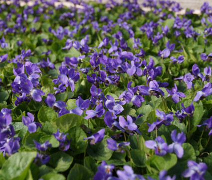 Viola odorata 'Königin Charlotte' – Duft-Veilchen