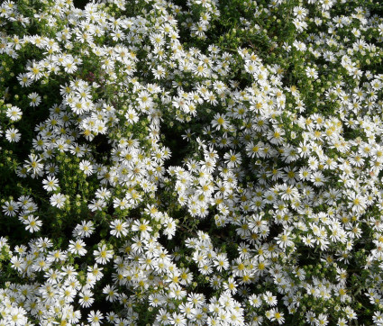 Aster ericoides 'Snowflurry' – Teppich-Myrten-Aster, Septemberkraut