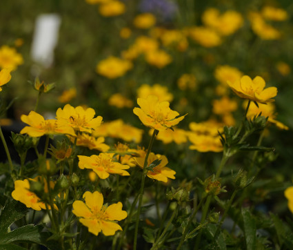 Potentilla aurea – Gold-Fingerkraut