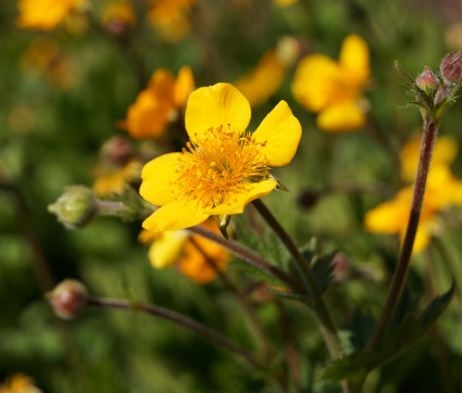 Geum x heldreichii 'Georgenberg' – Nelkenwurz