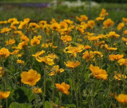 Geum montanum 'Diana' – Nelkenwurz