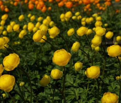 Trollius x cultorum 'Lemon Queen' – Trollblume