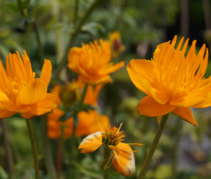 Trollius chinensis 'Golden Queen' – Chinesische Trollblume