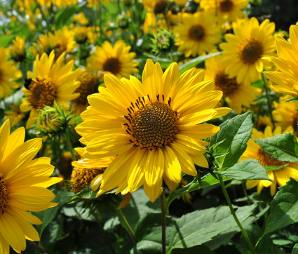 Helianthus decapetalus 'Triomphe de Gand' – Stauden-Sonnenblume