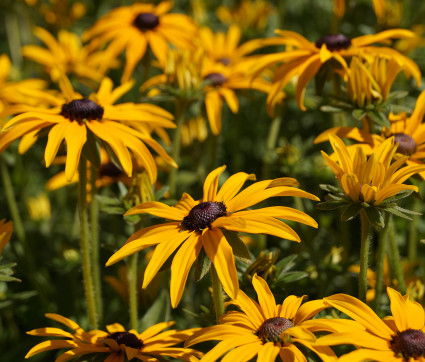 Rudbeckia fulgida var. deamii – Sonnenhut